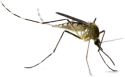 close up of a mosquito